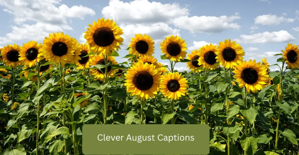 Clever August Captions